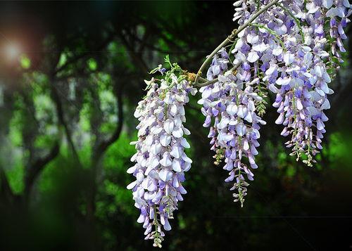 在紫藤树上吃瓜,瓜果飘香中的夏日风情