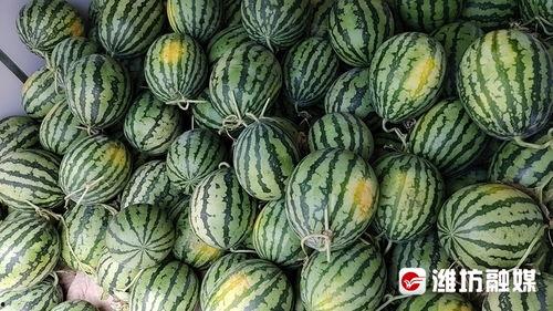 潍坊俩干部吃瓜,一地瓜田引发的官场风波