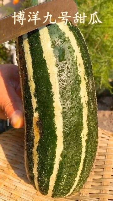吃瓜群众等一下瓜还没熟,吃瓜群众等瓜时刻