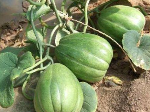 瓜都吃哪个部位,揭秘最受欢迎的瓜类食用部位