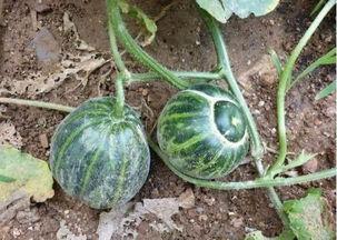 郑州老太太吃瓜,一场引发社会热议的街头奇观