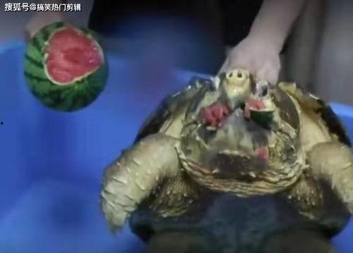鳄鱼龟吃瓜,瓜果盛宴探秘